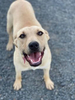 Ellie Mae, an adoptable Black Mouth Cur in Spokane, WA, 99205 | Photo Image 2