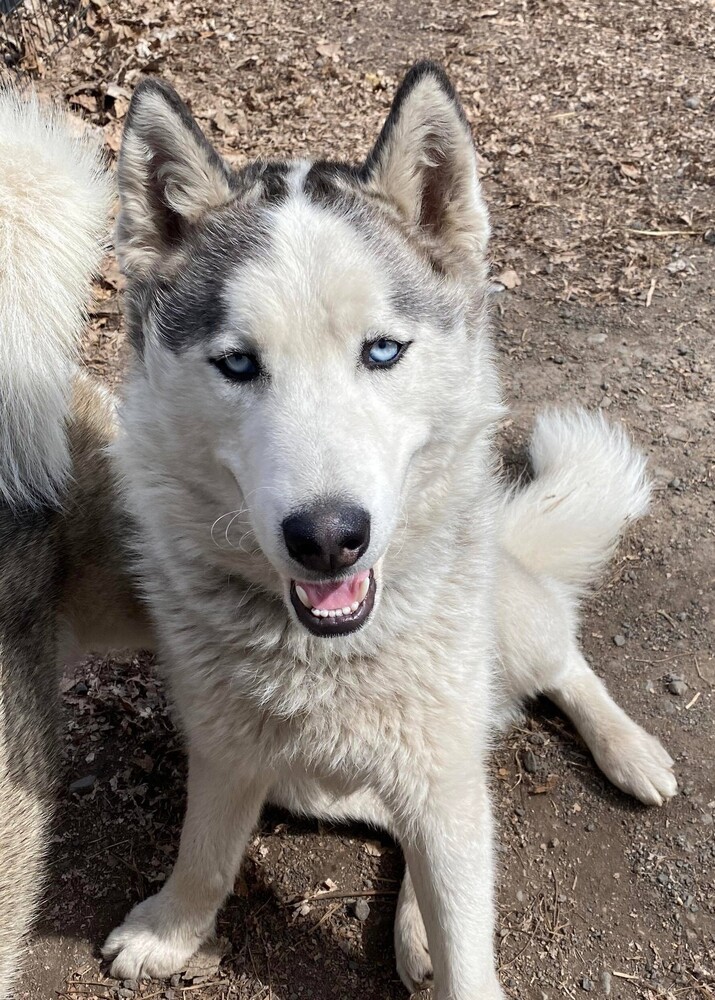 Ziggy *READ ENTIRE DESCRIPTION*, an adoptable Alaskan Malamute, Siberian Husky in Spokane, WA, 99205 | Photo Image 1