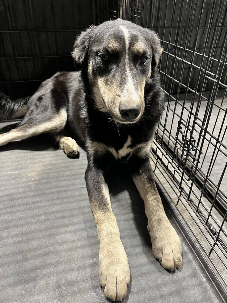 Joey *READ ENTIRE DESCRIPTION*, an adoptable Border Collie, Husky in Spokane, WA, 99205 | Photo Image 2