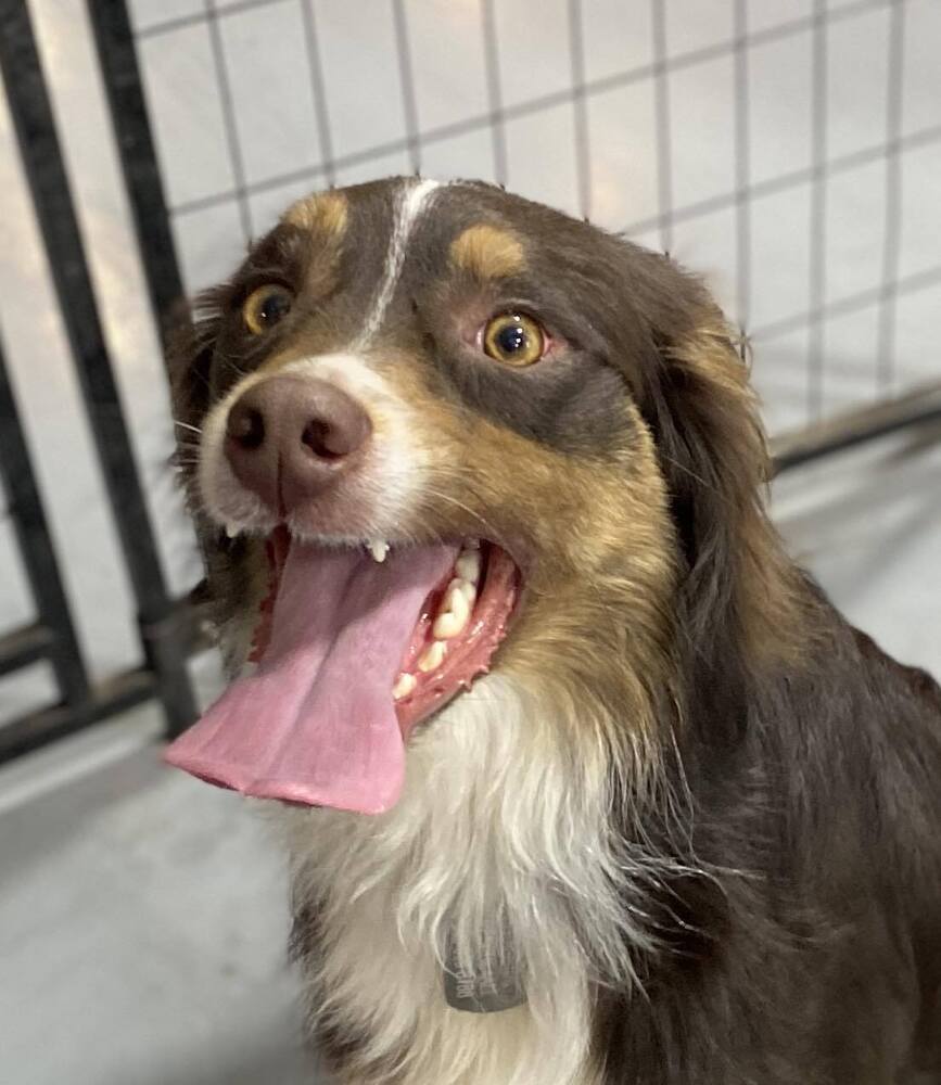 Rolo *READ ENTIRE DESCRIPTION*, an adoptable Australian Shepherd in Spokane, WA, 99205 | Photo Image 2