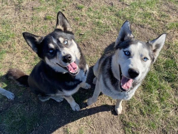 Cody * READ ENTIRE DESCRIPTION*, an adoptable Husky in Spokane, WA, 99205 | Photo Image 1