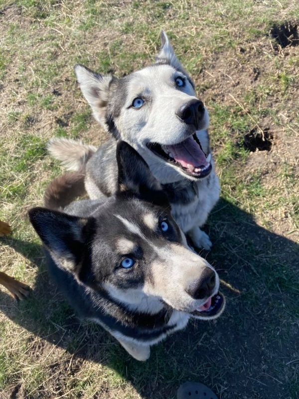 Dakota **READ ENTIRE DESCRIPTION**, an adoptable Husky in Spokane, WA, 99205 | Photo Image 5