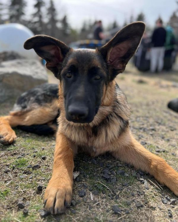 Wyatt *READ ENTIRE DESCRIPTION*, an adoptable German Shepherd Dog in Spokane, WA, 99205 | Photo Image 1