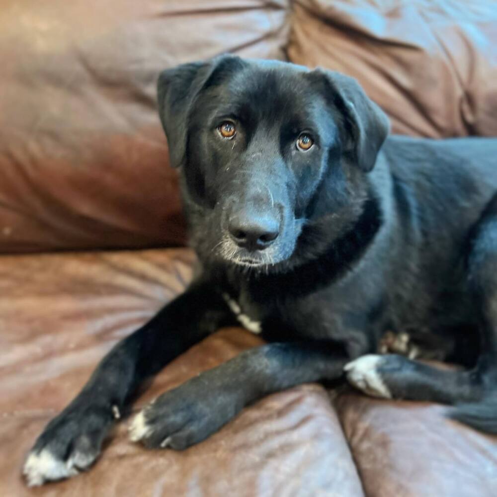 Johnny **READ ENTIRE DESCRIPTION**, an adoptable Labrador Retriever in Spokane, WA, 99205 | Photo Image 3