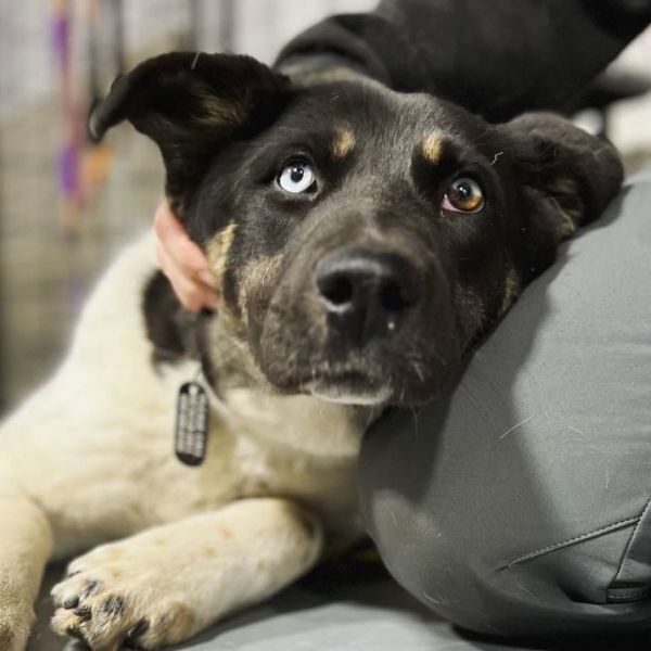 Cookie **READ ENTIRE DESCRIPTION**, an adoptable Akita, Mixed Breed in Spokane, WA, 99205 | Photo Image 2