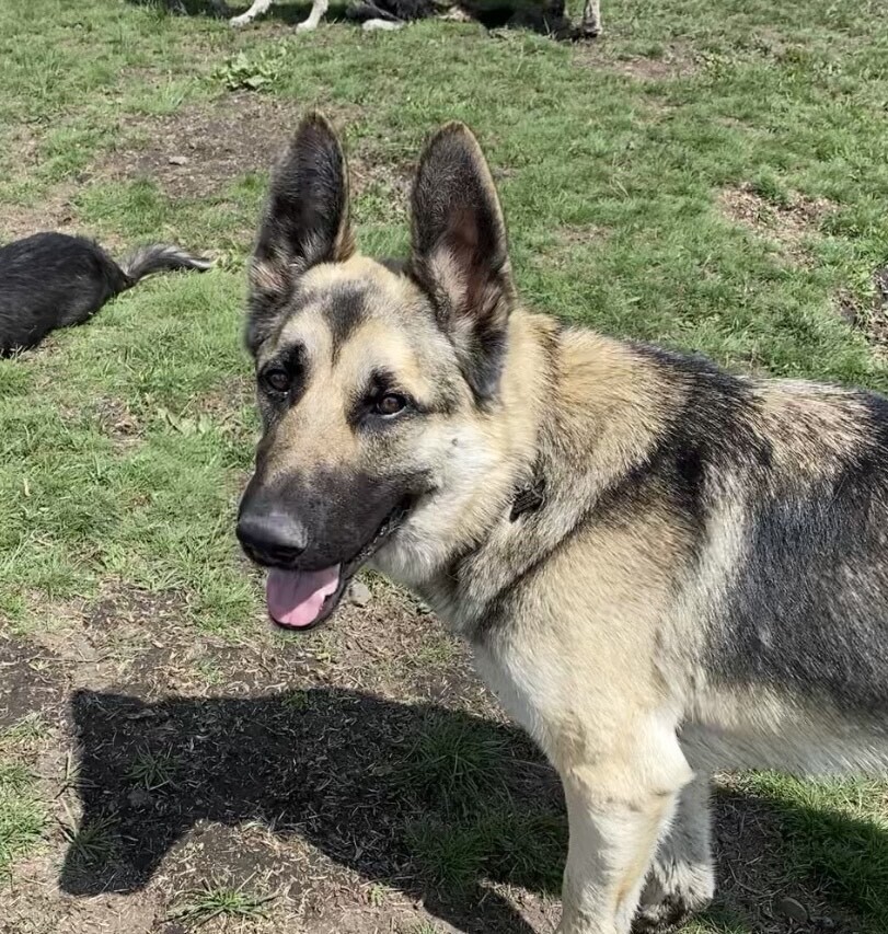 Lawson **READ ENTIRE DESCRIPTION**, an adoptable German Shepherd Dog in Spokane, WA, 99205 | Photo Image 2