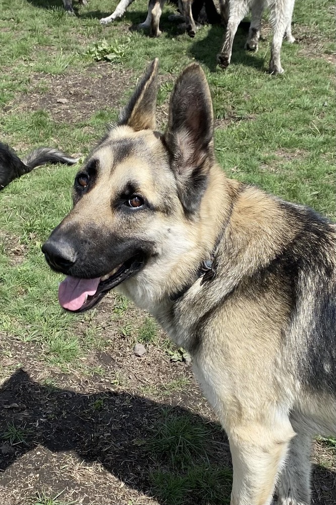 Lawson **READ ENTIRE DESCRIPTION**, an adoptable German Shepherd Dog in Spokane, WA, 99205 | Photo Image 3