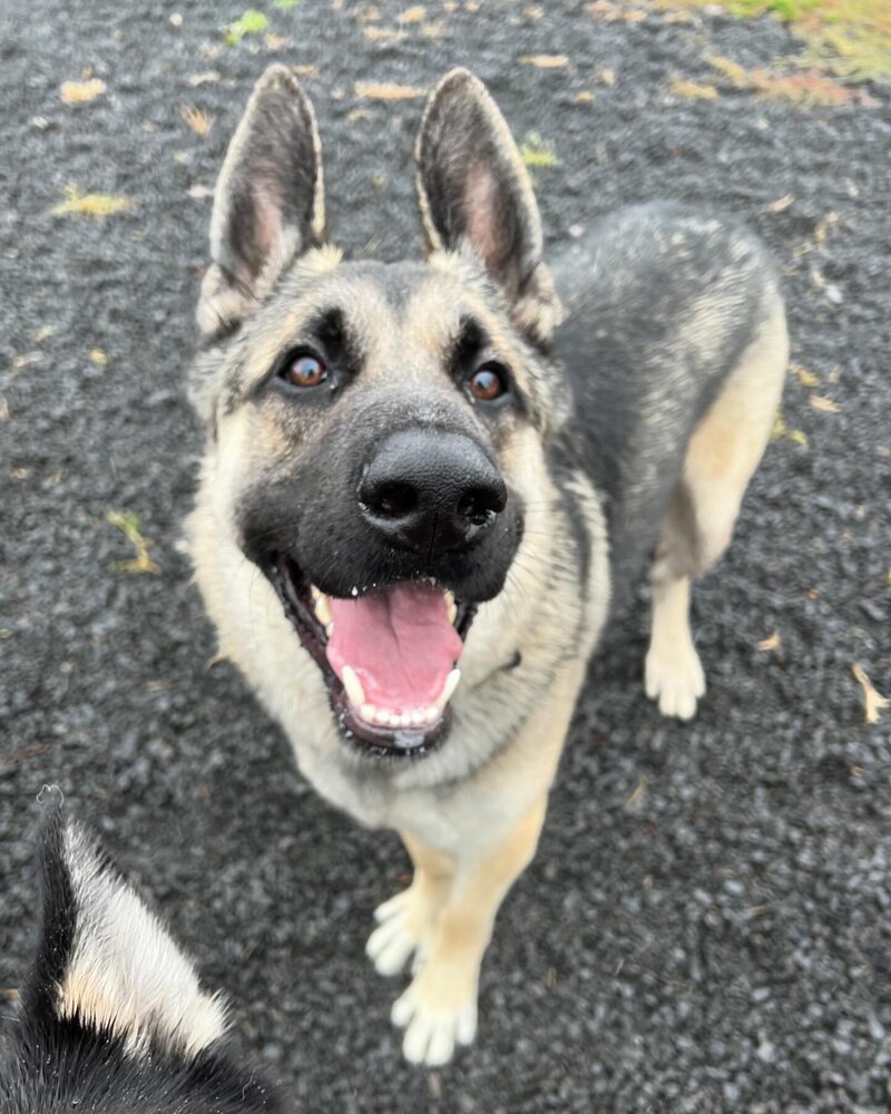 Lawson **READ ENTIRE DESCRIPTION**, an adoptable German Shepherd Dog in Spokane, WA, 99205 | Photo Image 4