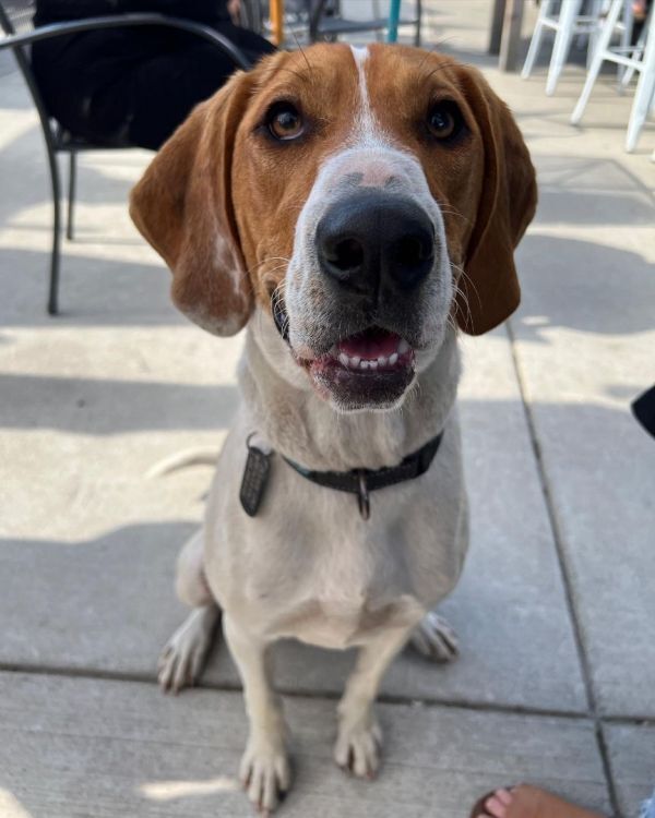 Memphis **READ ENTIRE DESCRIPTION**, an adoptable Treeing Walker Coonhound in Spokane, WA, 99205 | Photo Image 3