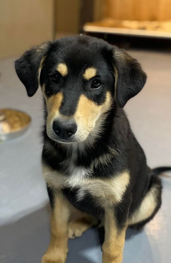 Felix *READ ENTIRE DESCRIPTION*, an adoptable Labrador Retriever, Mixed Breed in Spokane, WA, 99205 | Photo Image 2