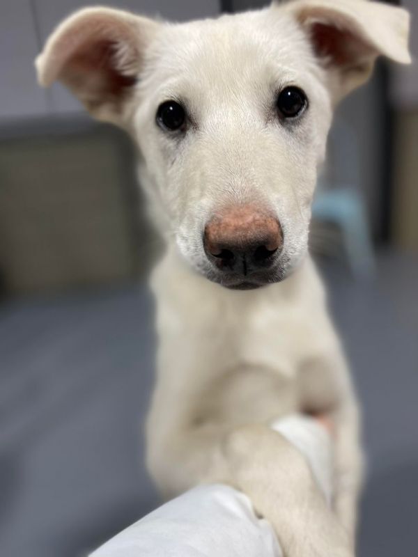 FELICITY *READ ENTIRE DESCRIPTION*, an adoptable Labrador Retriever, Mixed Breed in Spokane, WA, 99205 | Photo Image 1