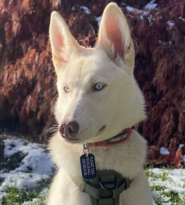Nova **READ ENTIRE DESCRIPTION**, an adoptable Siberian Husky, German Shepherd Dog in Spokane, WA, 99205 | Photo Image 4