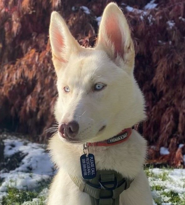 Nova **READ ENTIRE DESCRIPTION**, an adoptable Siberian Husky, German Shepherd Dog in Spokane, WA, 99205 | Photo Image 6