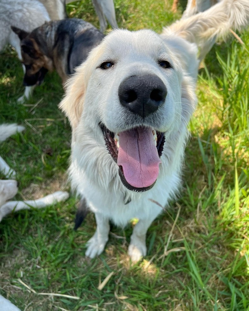 Bernie *READ ENTIRE DESCRIPTION*, an adoptable Great Pyrenees in Spokane, WA, 99205 | Photo Image 1