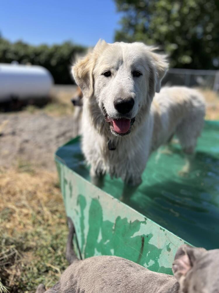 Bernie *READ ENTIRE DESCRIPTION*, an adoptable Great Pyrenees in Spokane, WA, 99205 | Photo Image 3