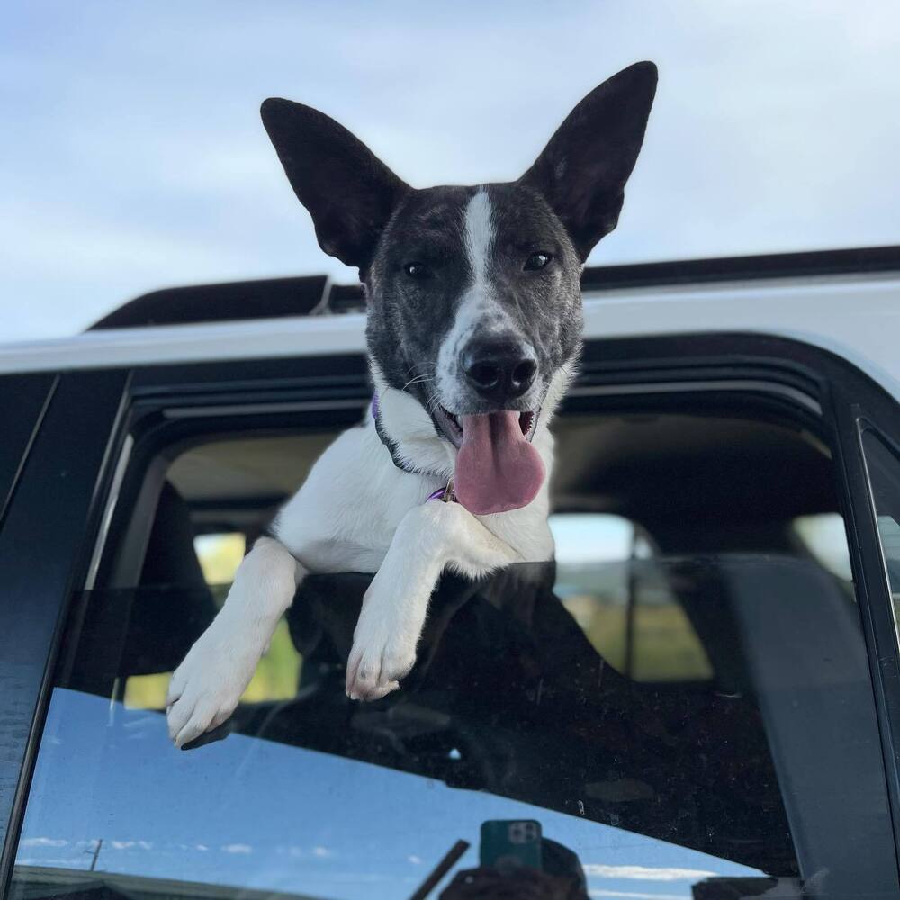 Brody, an adoptable Australian Kelpie, Mixed Breed in Spokane, WA, 99205 | Photo Image 1