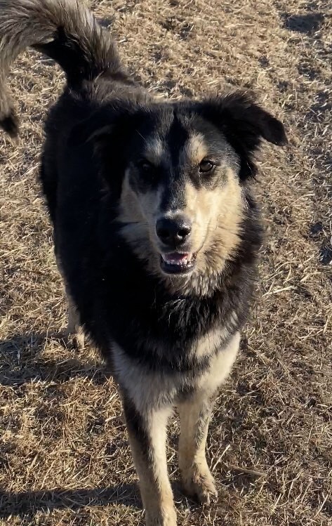 Muppet *READ ENTIRE DESCRIPTION*, an adoptable Border Collie, Husky in Spokane, WA, 99205 | Photo Image 4