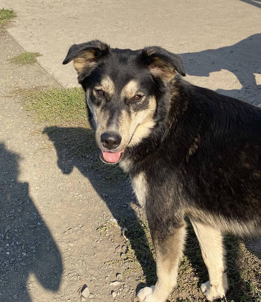 Fluffernutter *READ ENTIRE DESCRIPTION*, an adoptable Border Collie, Husky in Spokane, WA, 99205 | Photo Image 1