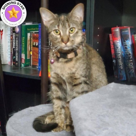 Pepper, an adoptable Domestic Short Hair in San Antonio, TX, 78253 | Photo Image 1