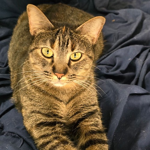 Pepper, an adoptable Domestic Short Hair in San Antonio, TX, 78253 | Photo Image 1