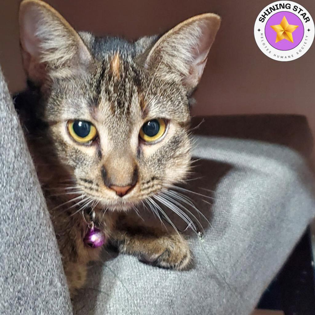 Pepper, an adoptable Domestic Short Hair in San Antonio, TX, 78253 | Photo Image 3