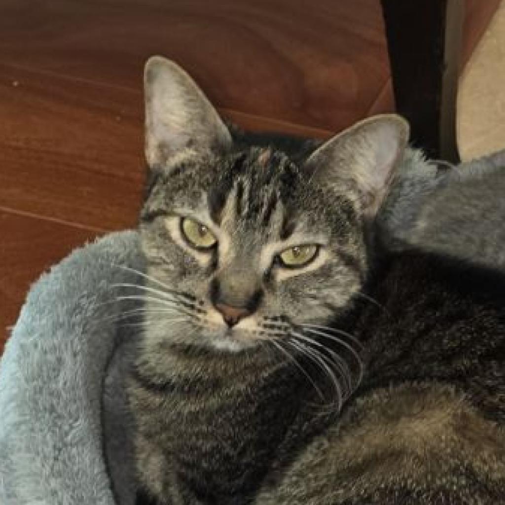 Pepper, an adoptable Domestic Short Hair in San Antonio, TX, 78253 | Photo Image 5