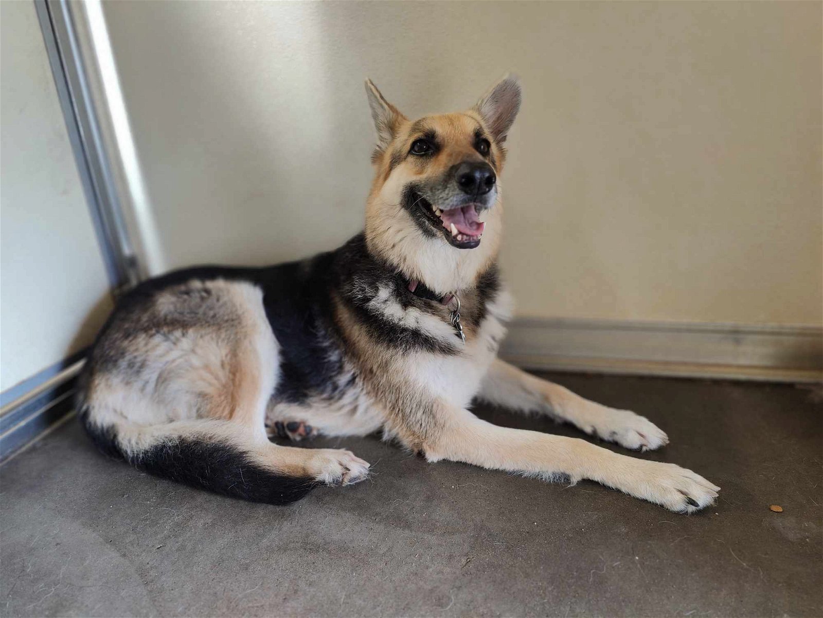 Penny (Sponsored-Pending!)), an adoptable German Shepherd Dog in Park Falls, WI, 54552 | Photo Image 1