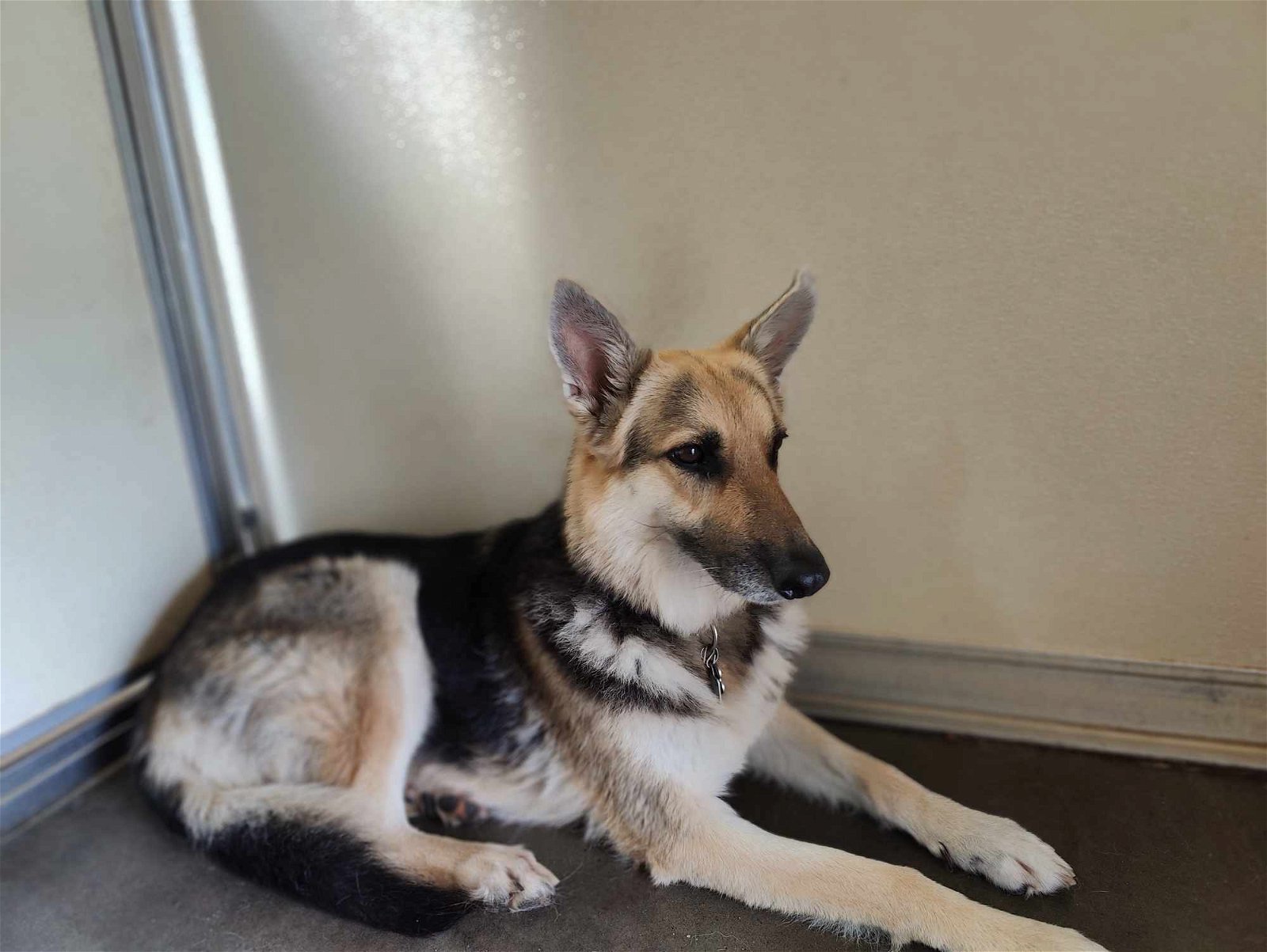 Penny (Sponsored-Pending!)), an adoptable German Shepherd Dog in Park Falls, WI, 54552 | Photo Image 2