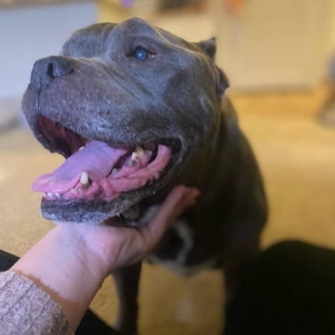 Dog for adoption Damon a Pit Bull Terrier in Westminster CA