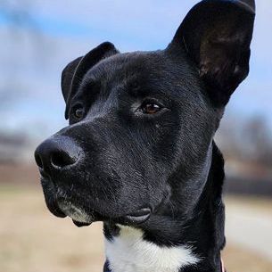 Tommy, an adoptable Labrador Retriever & Shepherd Mix in Oklahoma City, OK_image-1