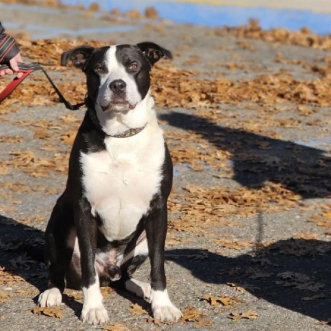 Milo, an adoptable American Bulldog, Mixed Breed in Mount Shasta, CA, 96067 | Photo Image 4