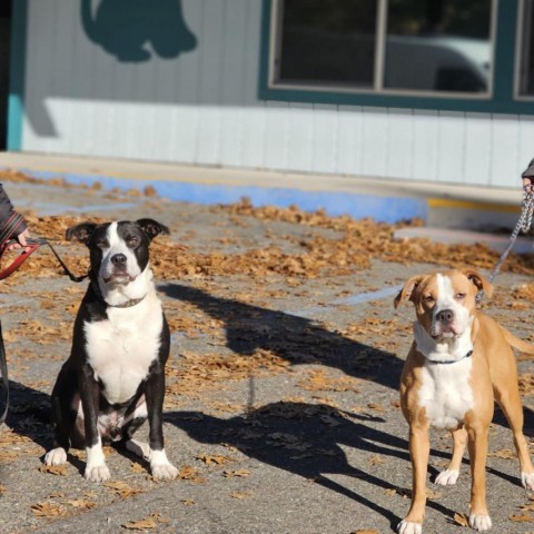 Milo, an adoptable American Bulldog, Mixed Breed in Mount Shasta, CA, 96067 | Photo Image 5
