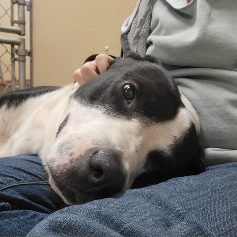 Milo, an adoptable American Bulldog, Mixed Breed in Mount Shasta, CA, 96067 | Photo Image 6