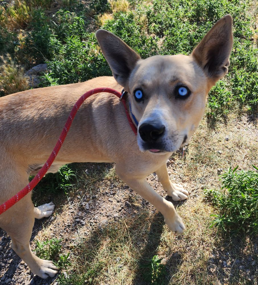 Diane's Kita, an adoptable Siberian Husky in Los Lunas, NM, 87031 | Photo Image 2