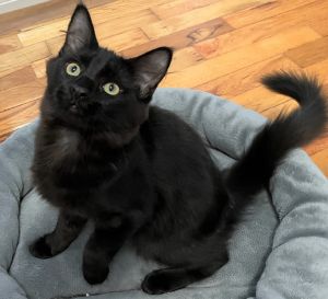 Squiggles