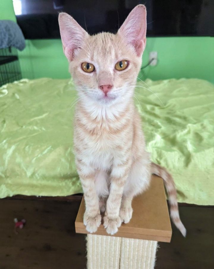 Cat for adoption MONTY BUFF TABBY BOY W/GREAT PERSONALITY, a Tabby