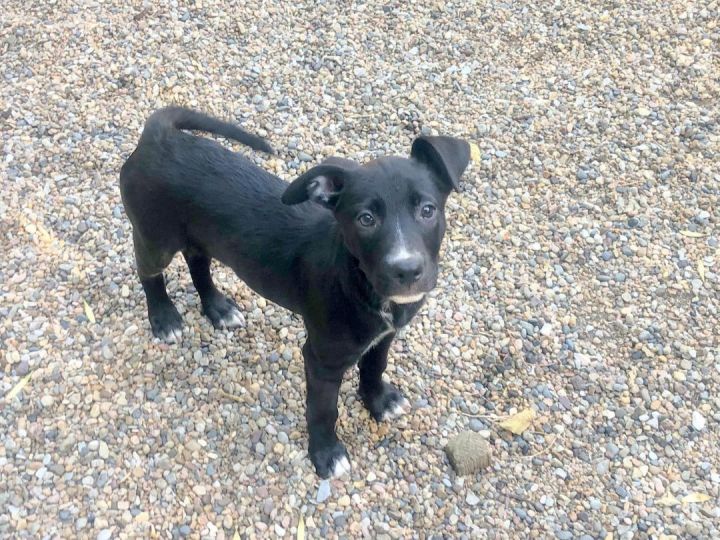 Stormy, an adoptable Black Labrador Retriever & Border Collie Mix in Kansas City, MO_image-2