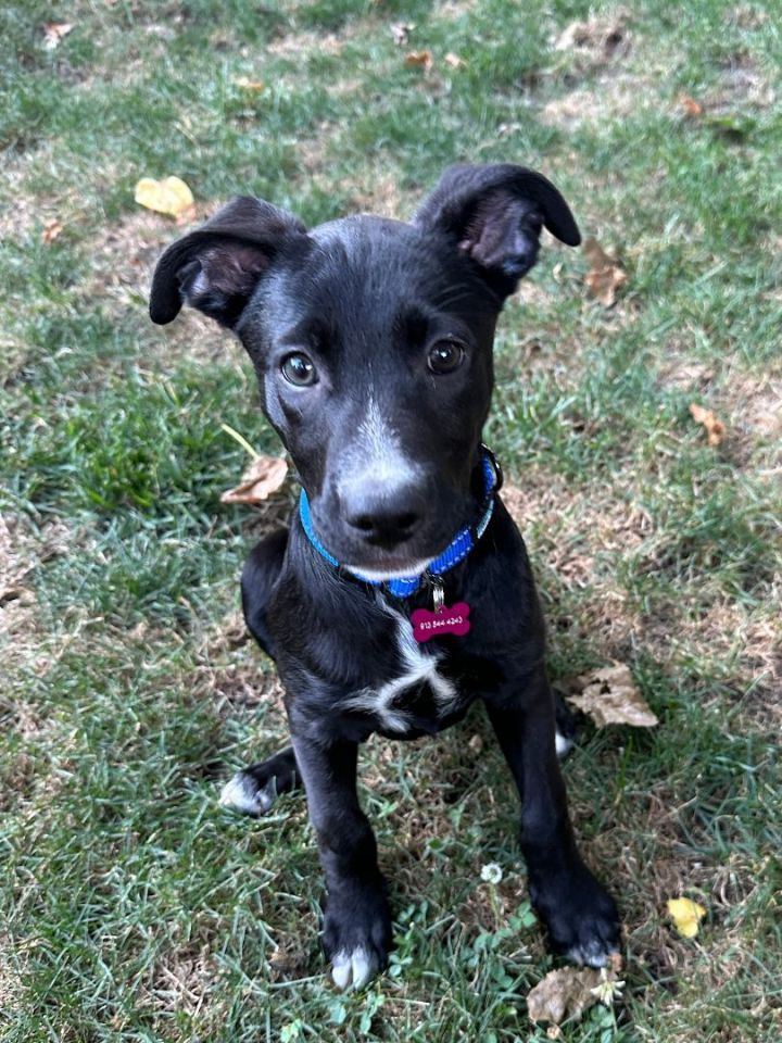 Stormy, an adoptable Black Labrador Retriever & Border Collie Mix in Kansas City, MO_image-3