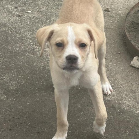 Dog For Adoption - Basil, A Yellow Labrador Retriever Mix In Boone, Ia |  Petfinder