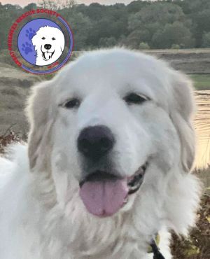 Petfinder clearance great pyrenees