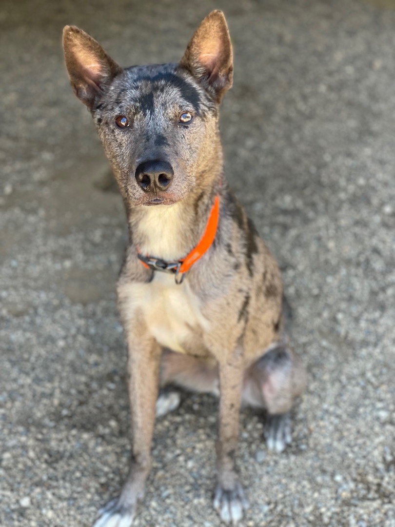 Dog for adoption - Syncere, a Catahoula Leopard Dog & Great Dane Mix in ...