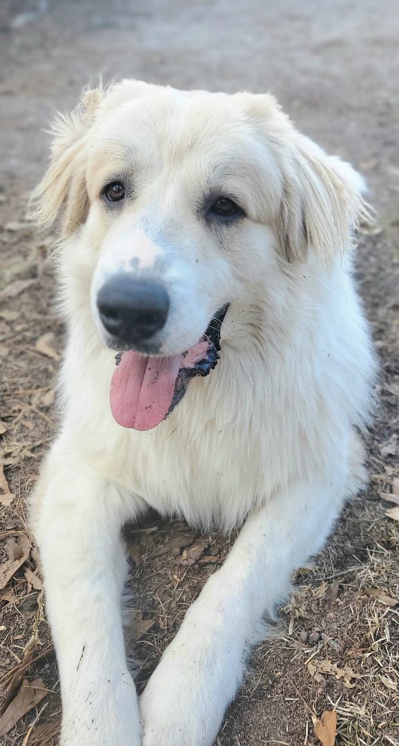 Dog for adoption Red a Great Pyrenees Anatolian Shepherd Mix