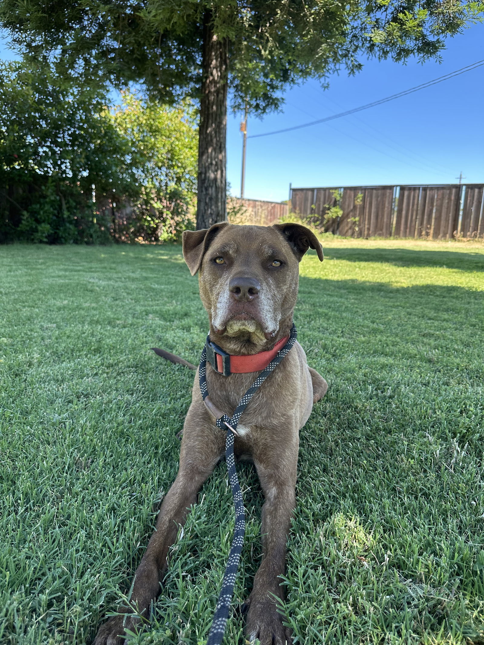 DRAKO, an adoptable Labrador Retriever, Staffordshire Bull Terrier in Chico, CA, 95973 | Photo Image 1