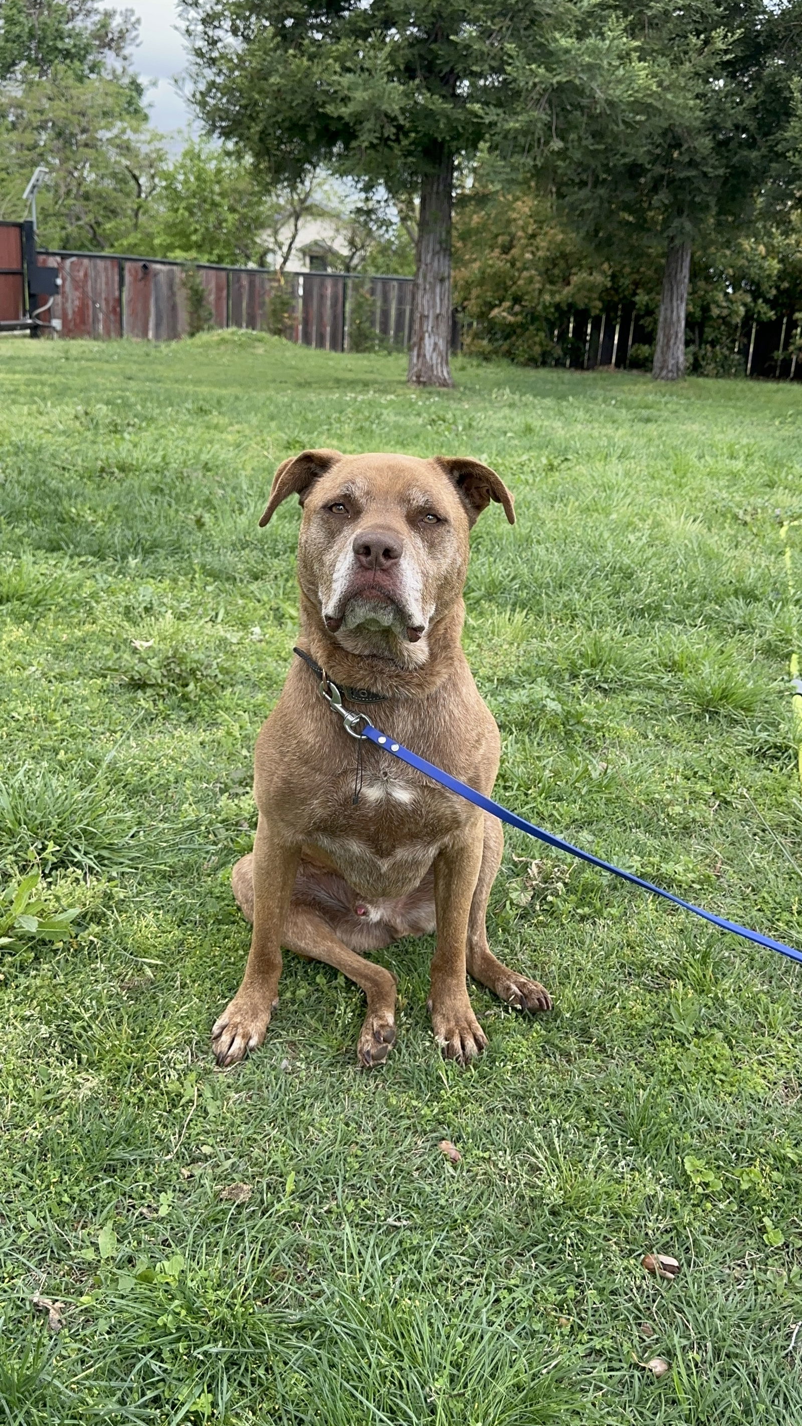 DRAKO, an adoptable Labrador Retriever, Staffordshire Bull Terrier in Chico, CA, 95973 | Photo Image 1