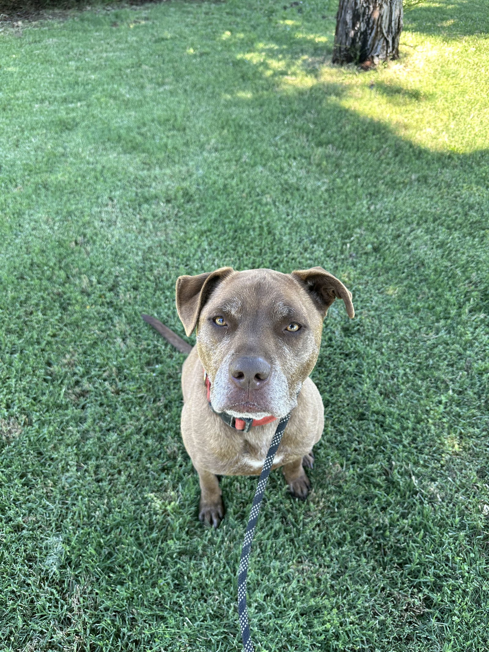 DRAKO, an adoptable Labrador Retriever, Staffordshire Bull Terrier in Chico, CA, 95973 | Photo Image 2