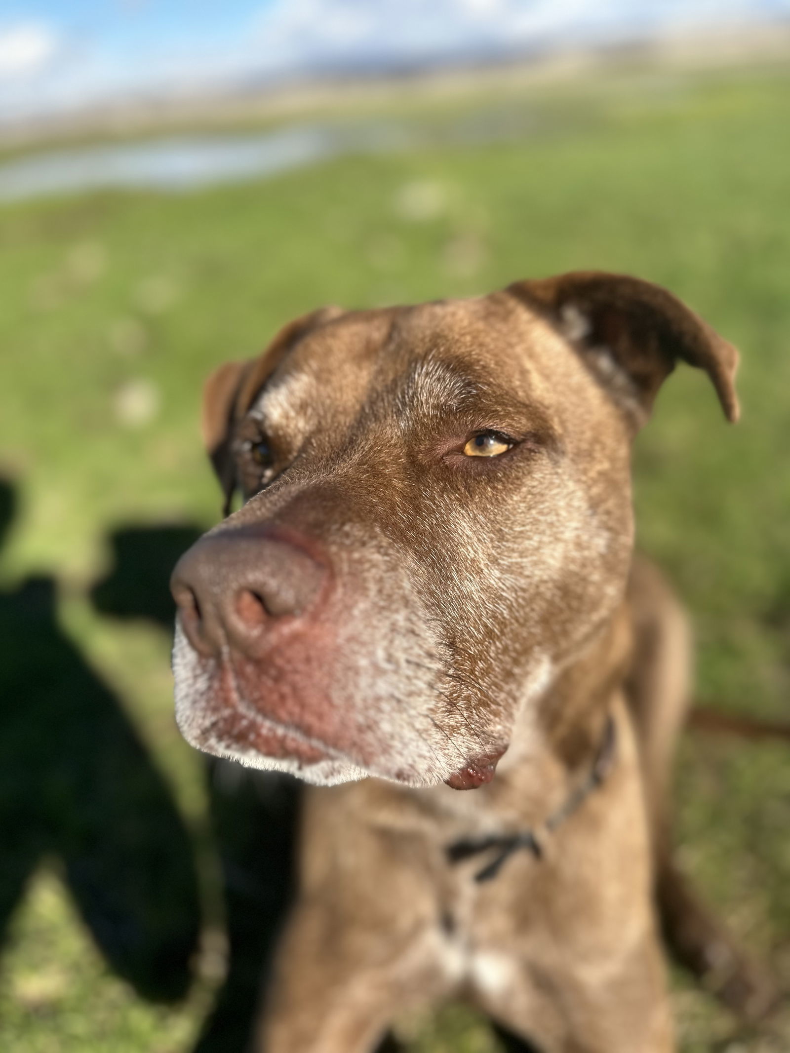 DRAKO, an adoptable Labrador Retriever, Staffordshire Bull Terrier in Chico, CA, 95973 | Photo Image 2