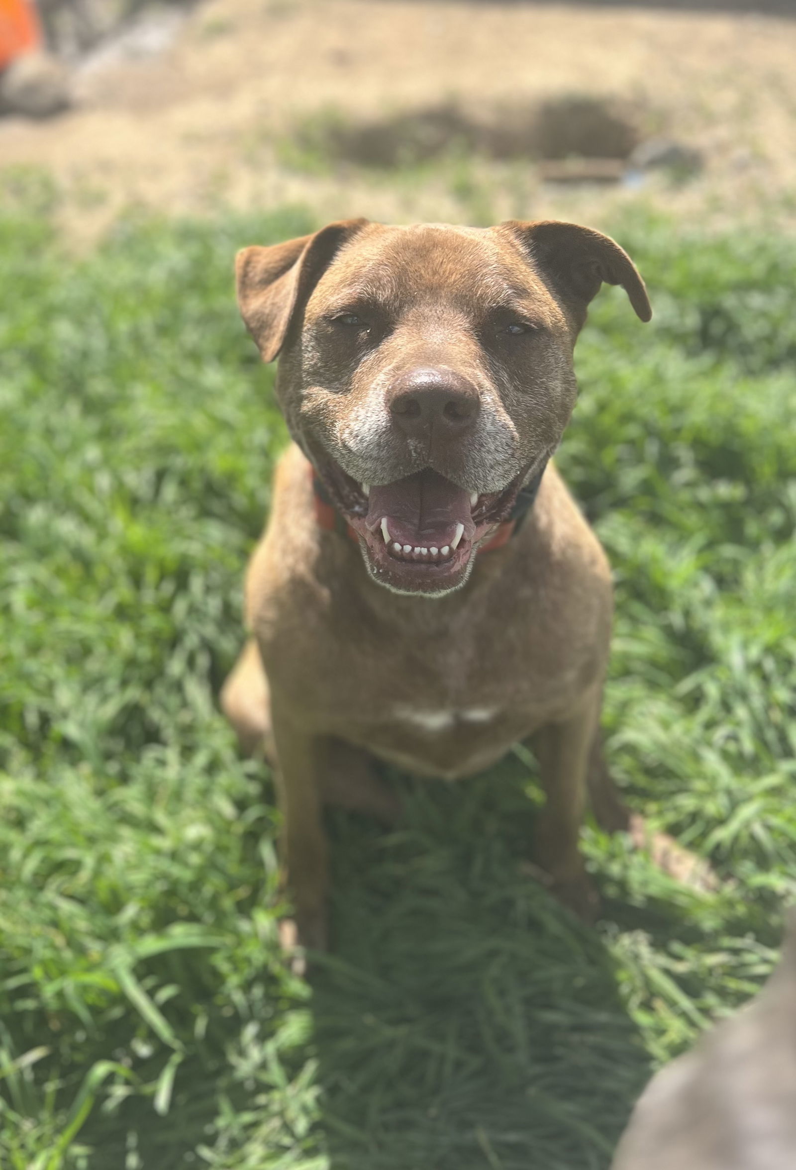 DRAKO, an adoptable Labrador Retriever, Staffordshire Bull Terrier in Chico, CA, 95973 | Photo Image 3