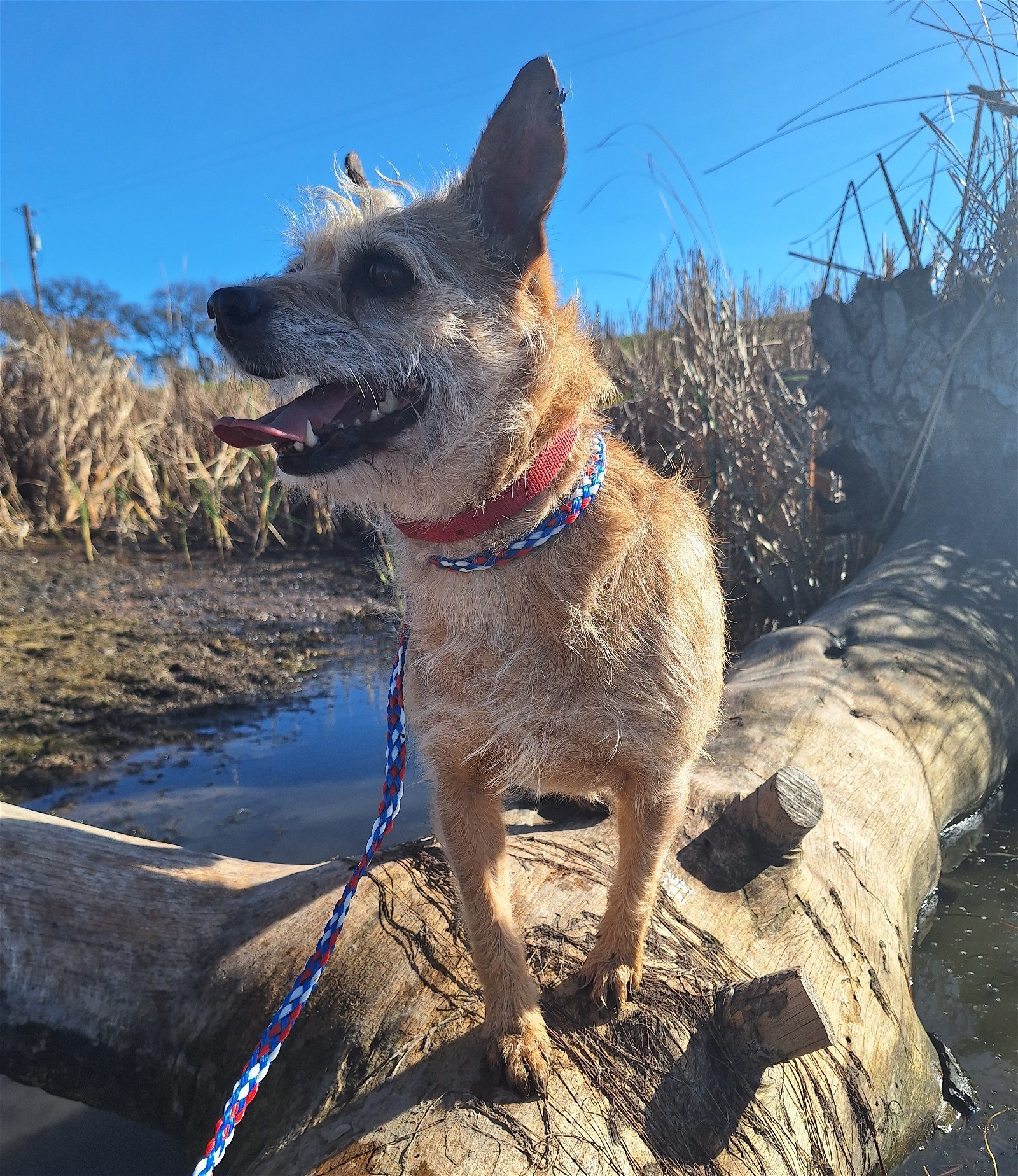 STORMY, an adoptable Border Terrier, Affenpinscher in Chico, CA, 95973 | Photo Image 2