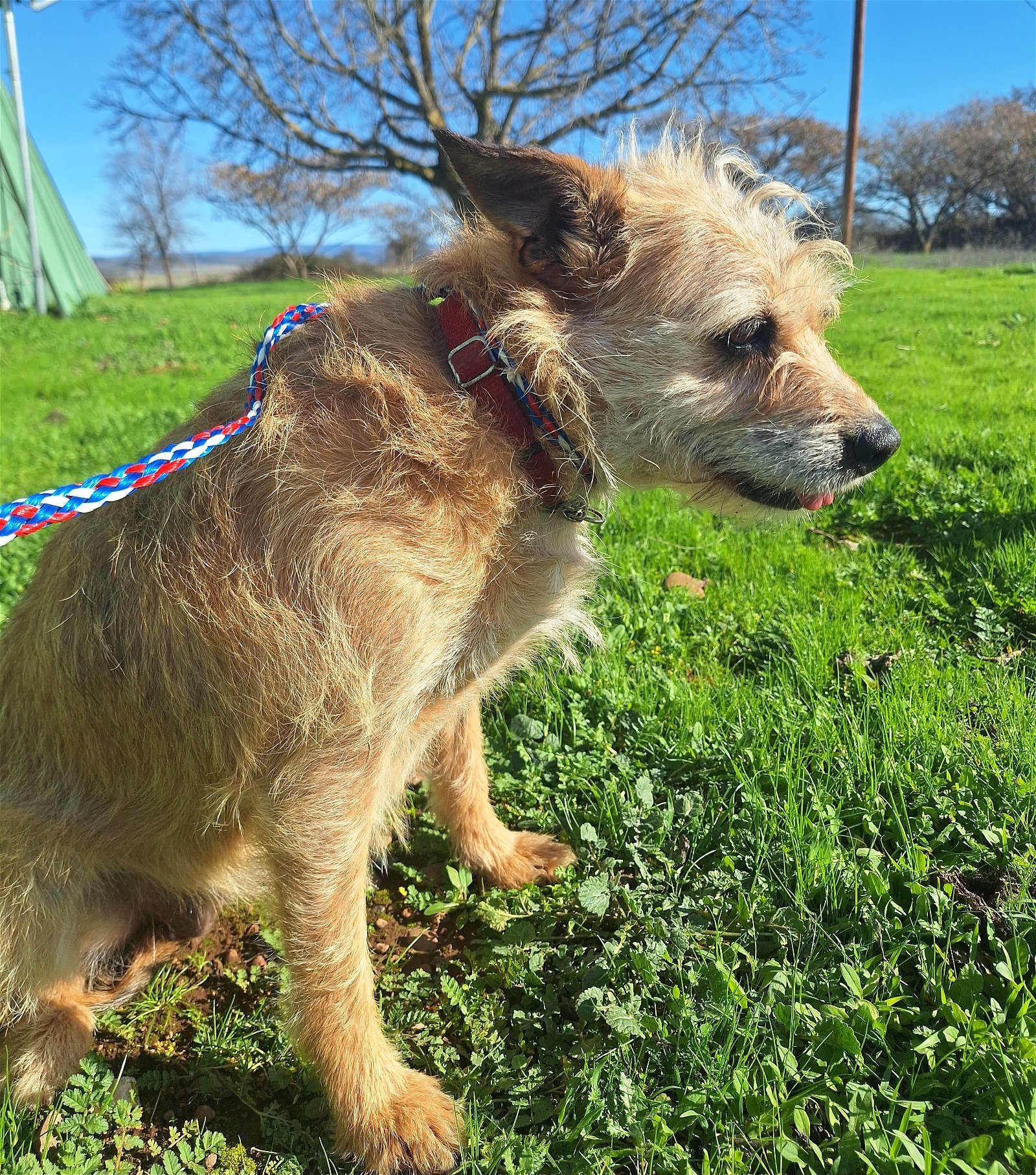 STORMY, an adoptable Border Terrier, Affenpinscher in Chico, CA, 95973 | Photo Image 3
