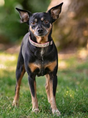 Dog for adoption Rutabaga a Miniature Pinscher Mix in Palo Alto